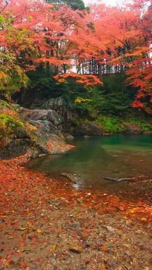 下流エリアの紅葉