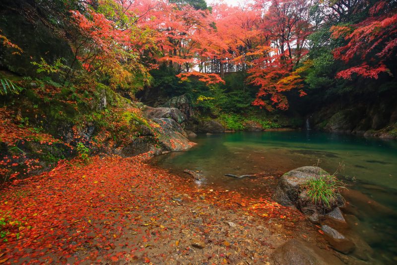 河内渓谷の写真「下流エリアの紅葉」