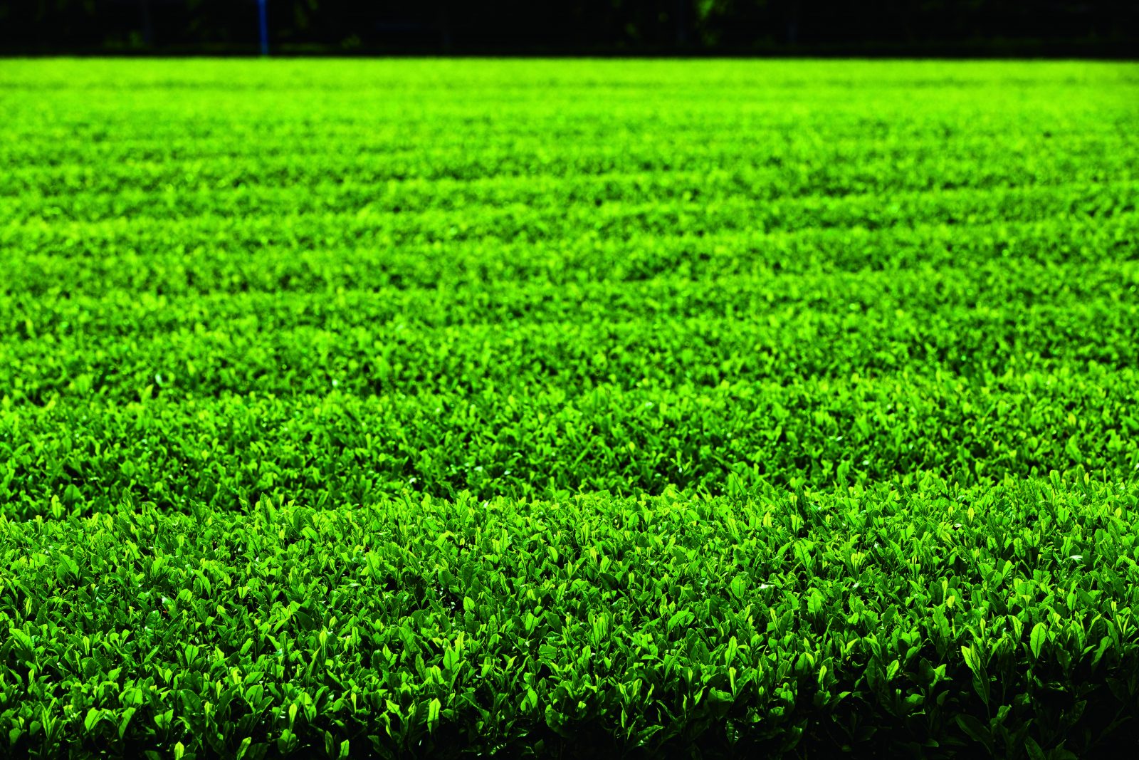 伊勢茶の写真「光る茶葉」