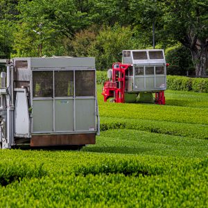 伊勢茶の写真「茶葉を刈るトラクター」