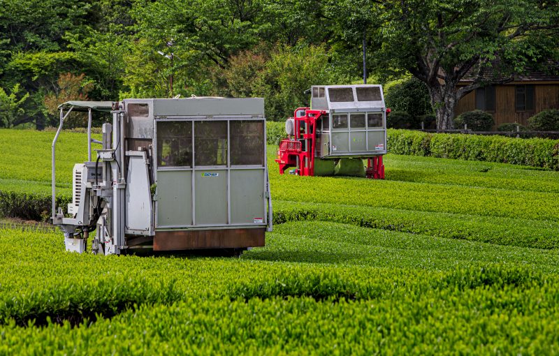 伊勢茶の写真「茶葉を刈るトラクター」