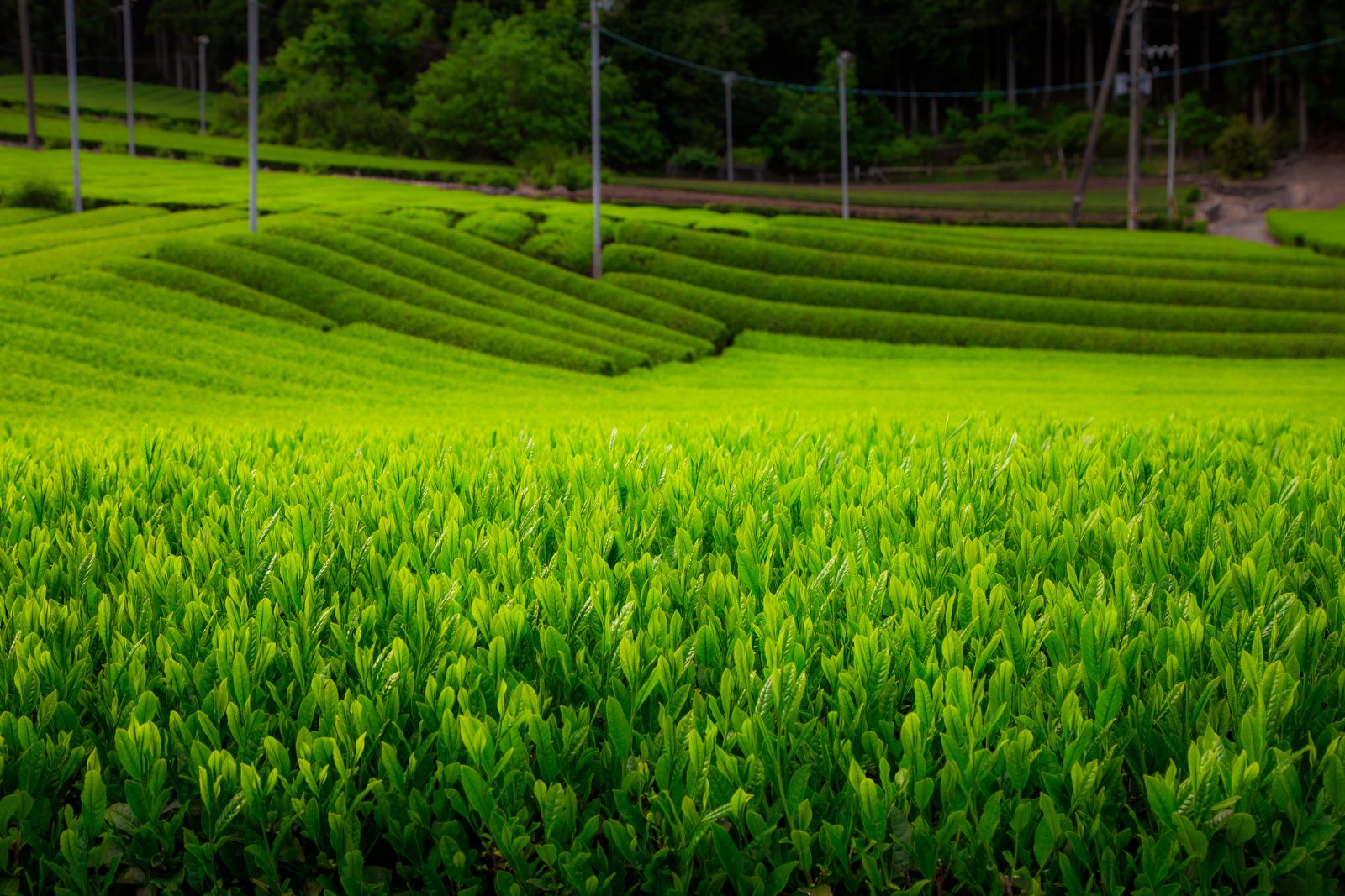 伊勢茶の写真「【松阪茶】優美な茶畑ウェーブ」