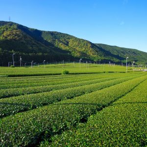 伊勢茶の写真「【松阪茶】２番茶の季節」