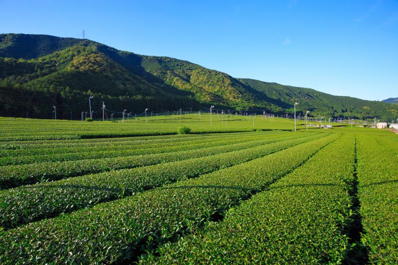 伊勢茶の写真「【松阪茶】２番茶の季節」