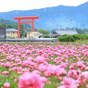 椿大社とシャクヤク