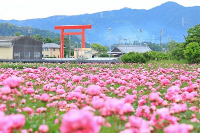 長澤町のポピー（シャクヤク）畑の写真「椿大社とシャクヤク」