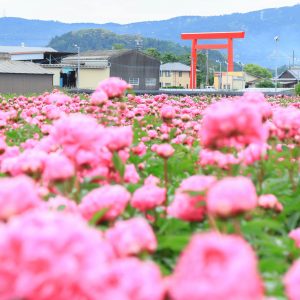 シャクヤクと椿大社