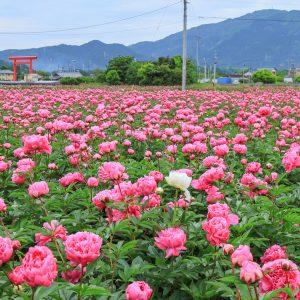 約８万株のシャクヤクと鈴鹿山脈