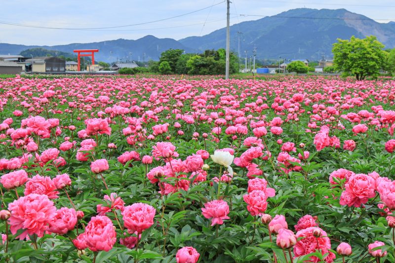 長澤町のポピー（シャクヤク）畑の写真「約８万株のシャクヤクと鈴鹿山脈」