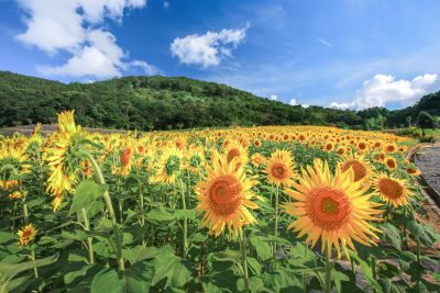 フリー写真素材「夏空のヒマワリ」