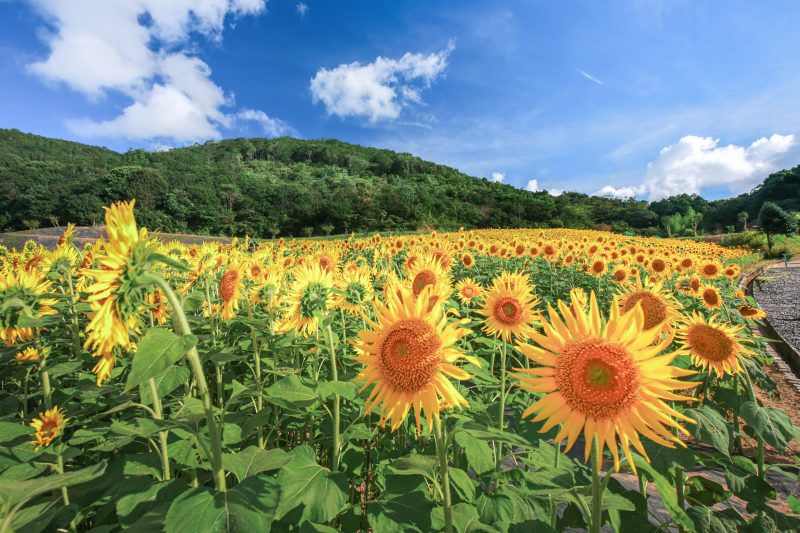 志摩市観光農園の写真「夏空のヒマワリ」