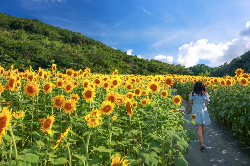 志摩市観光農園の写真「ひまわりの丘を歩く」