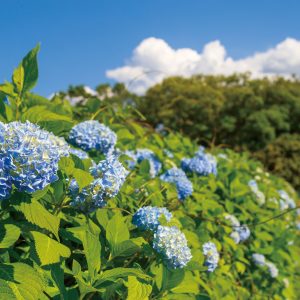 池の小道に咲く紫陽花ロード