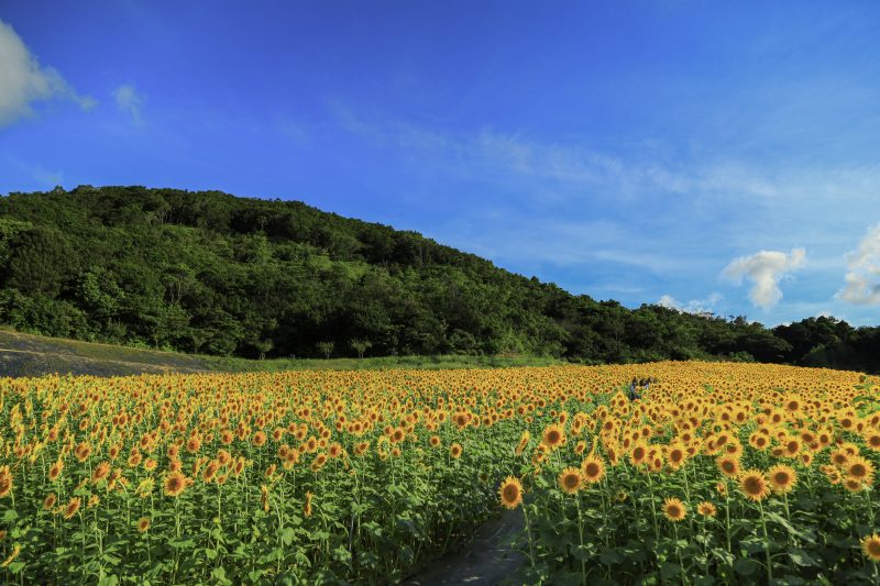 志摩市観光農園の写真「青空とヒマワリ」
