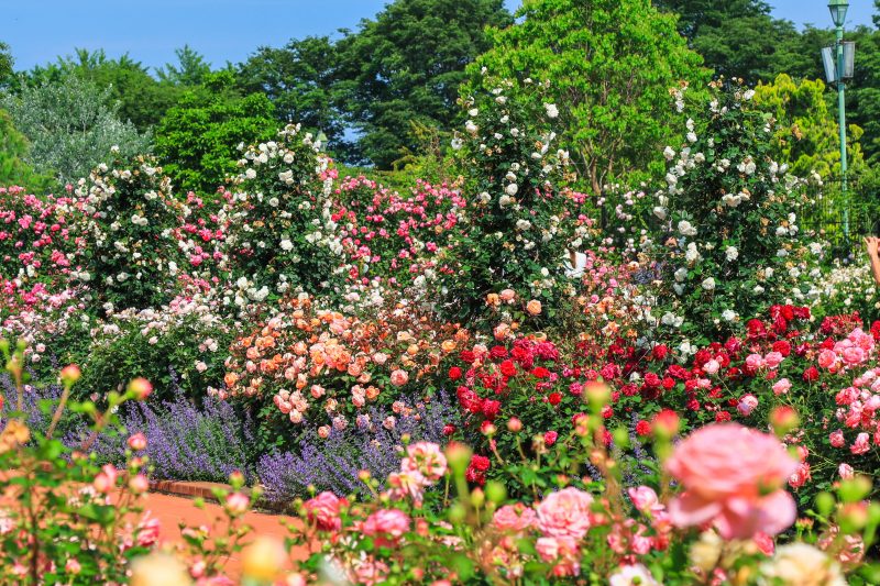 松阪農業公園ベルファームの写真「イングリッシュガーデンに咲く薔薇」