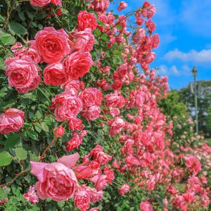 イングリッシュガーデンに咲く薔薇の壁