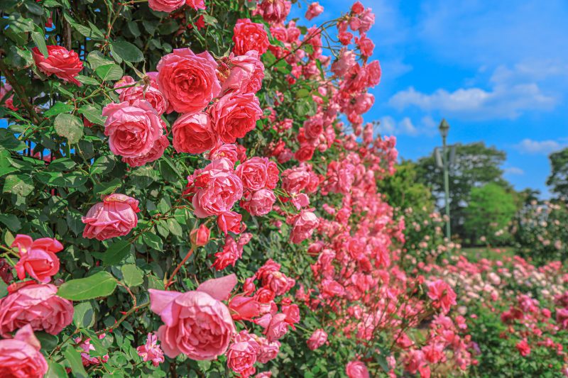 松阪農業公園ベルファームの写真「イングリッシュガーデンに咲く薔薇の壁」