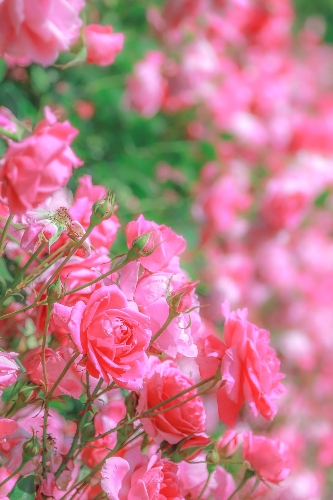 松阪農業公園ベルファームの写真「薔薇のファンタジー」