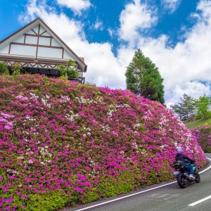 ツツジのある道の駅