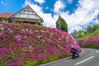 道の駅 茶倉駅の写真「ツツジのある道の駅」