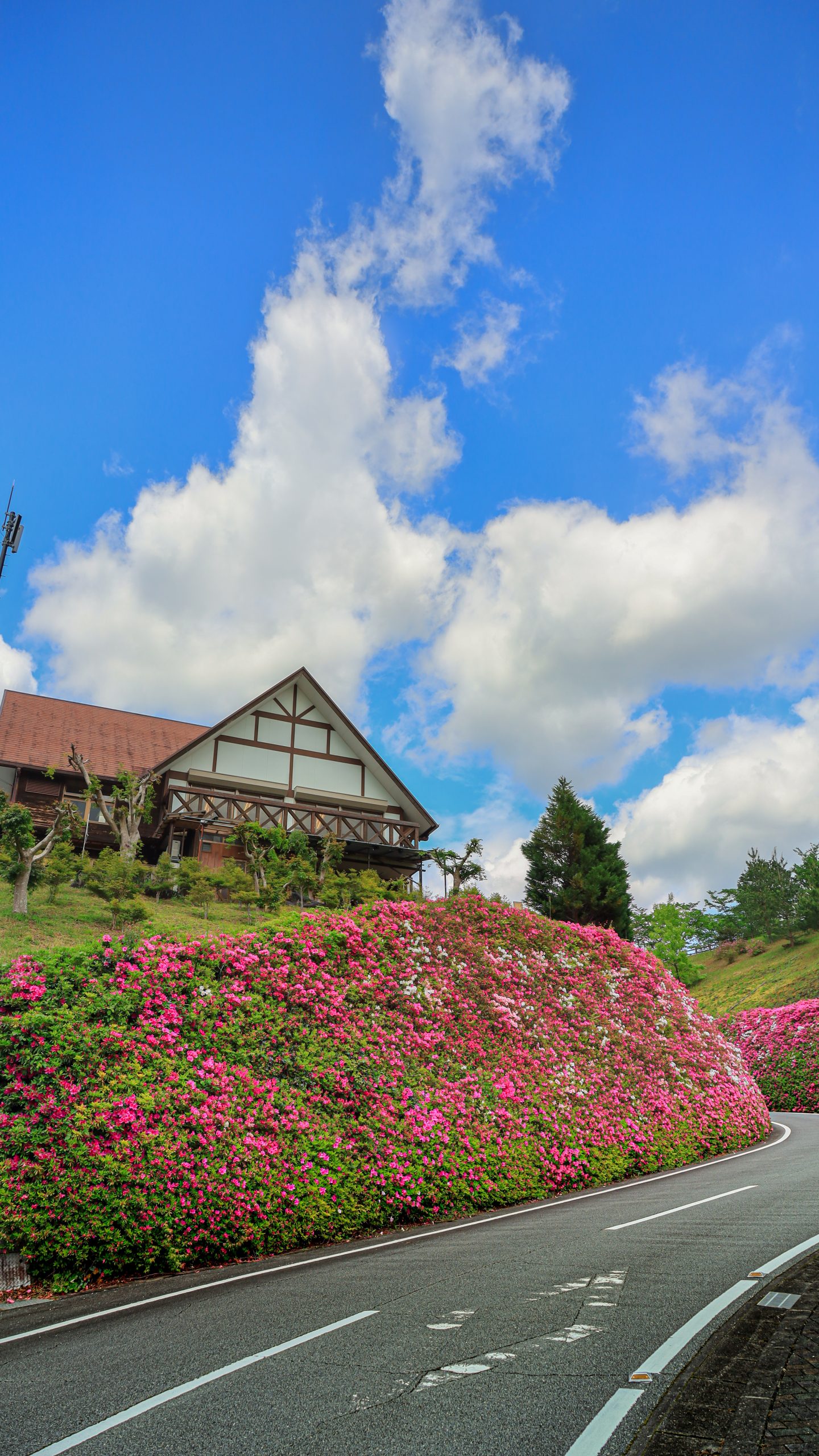 無料スマホ壁紙 初夏のツツジと青空。AndroidとiPhoneに対応した4K高画質の無料待ち受け画像。三重県松阪市の道の駅 茶倉駅で撮影したフリー写真素材