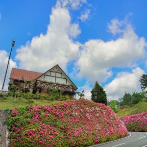 初夏のツツジと青空