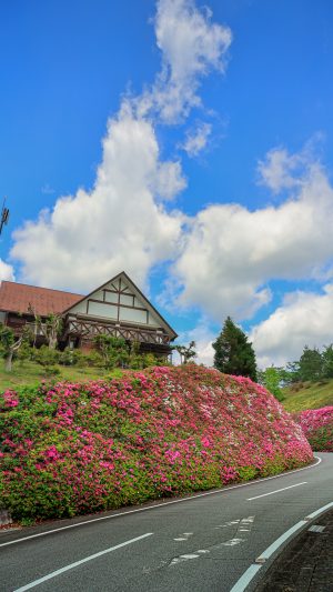 無料スマホ壁紙「初夏のツツジと青空」
