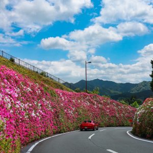 初夏の花景色を駆け抜ける