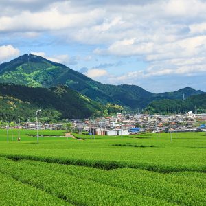 初夏の茶畑