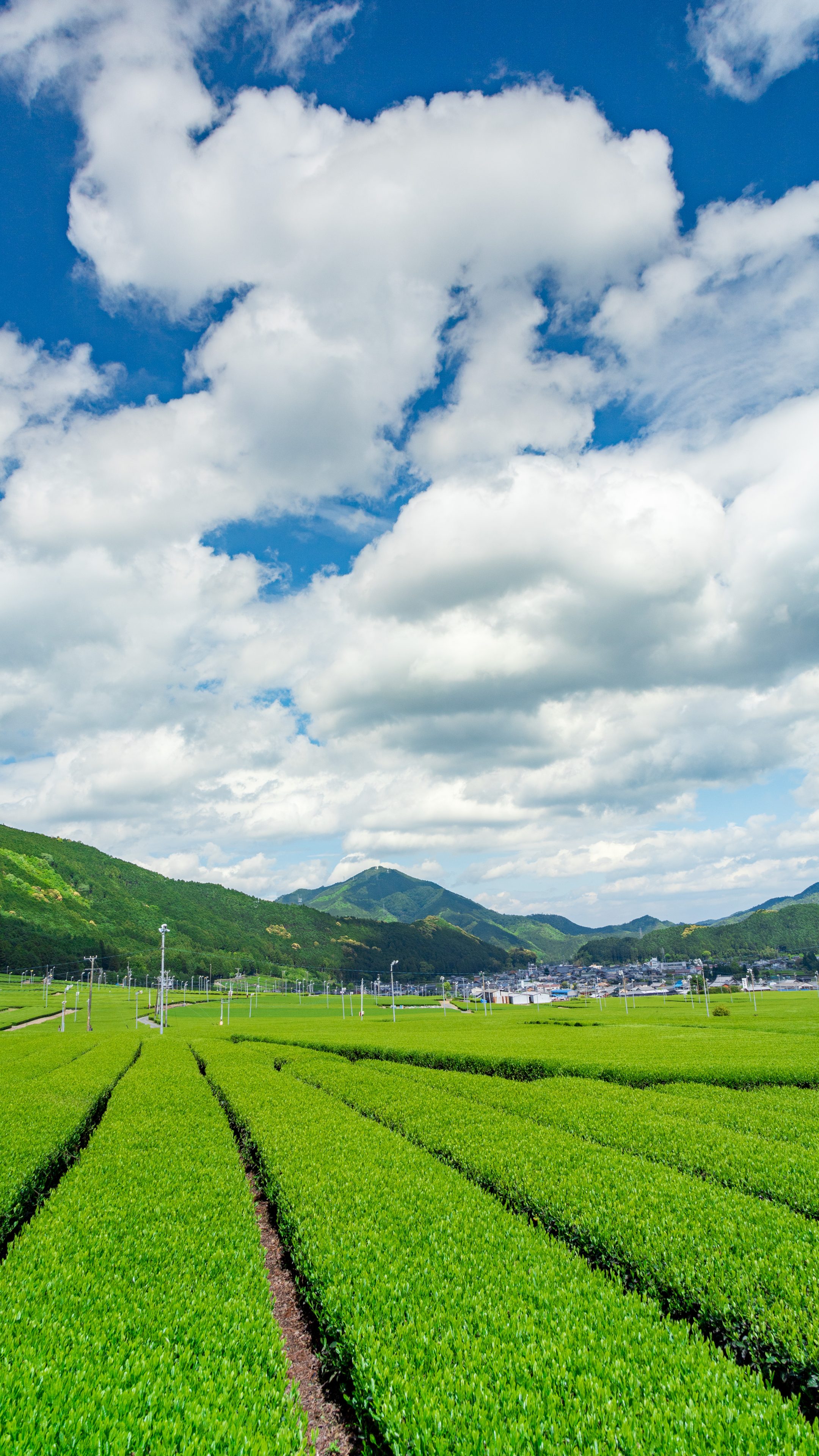 無料スマホ壁紙 初夏の田舎景色。AndroidとiPhoneに対応した4K高画質の無料待ち受け画像。三重県松阪市の粥見の茶畑で撮影したフリー写真素材