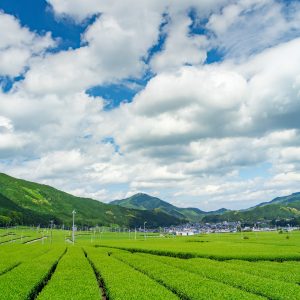 粥見の茶畑の写真「初夏の田舎景色」