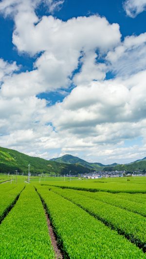 無料スマホ壁紙「初夏の田舎景色」
