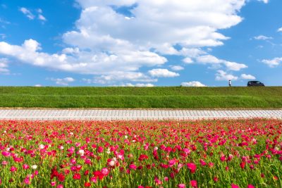 津市木造町のポピー畑の写真「空を泳ぐ雲とポピー畑」