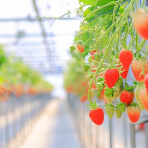 かおり野のいちご狩り