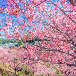 河津桜と南伊勢町の町並み