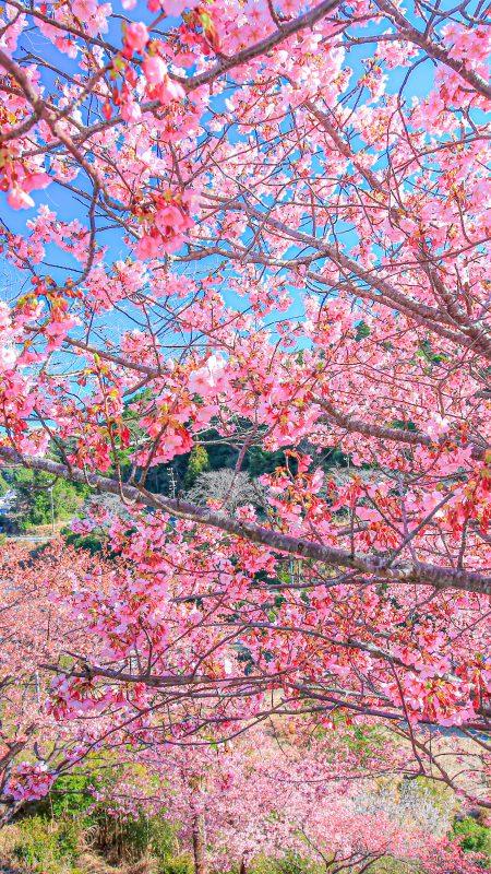 河村瑞賢公園の河津桜の写真「河津桜と南伊勢町の町並み」