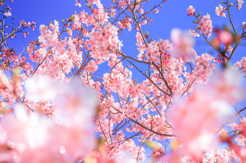 河村瑞賢公園の河津桜の写真「春爛漫」
