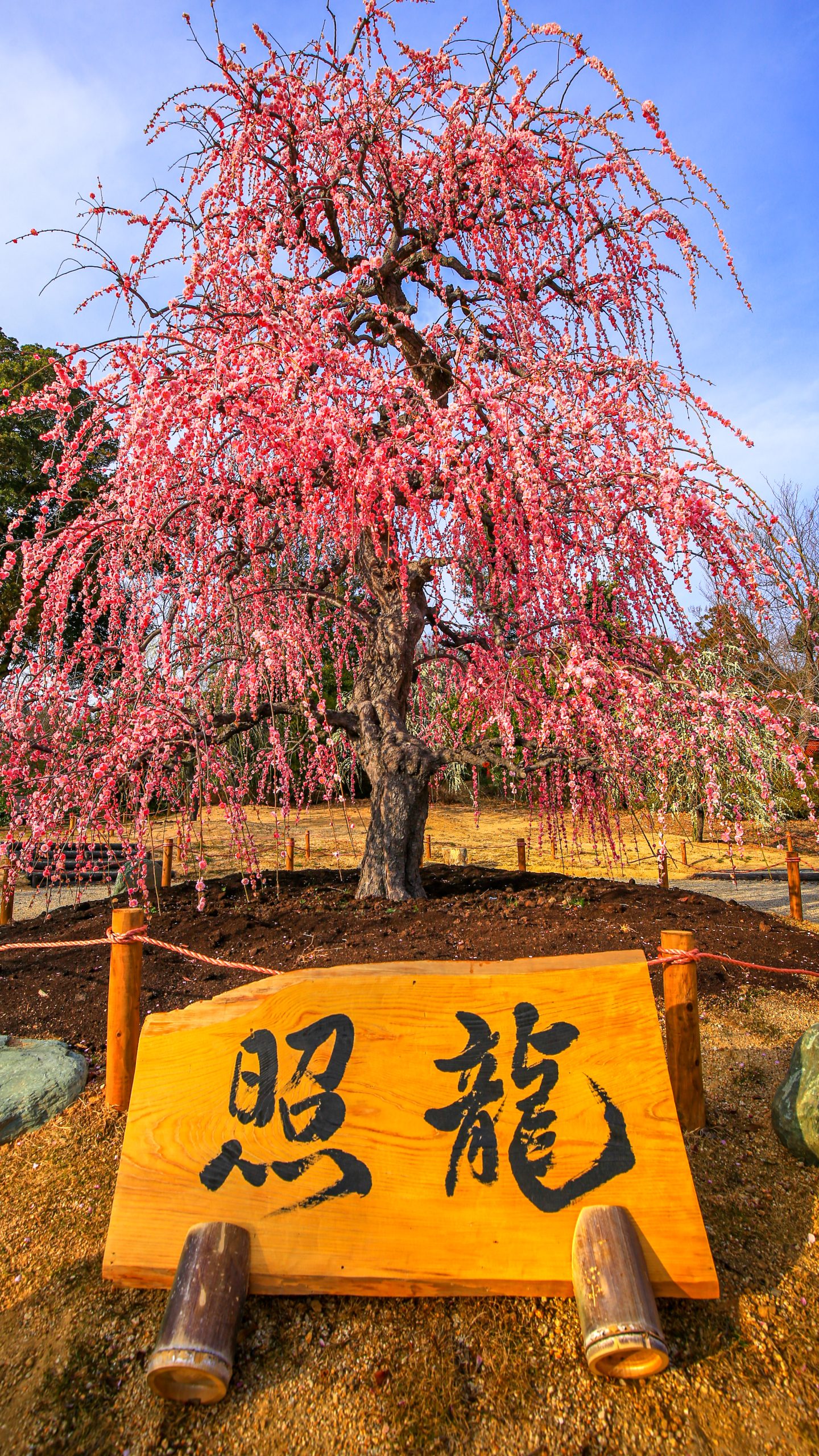 無料スマホ壁紙 梅のガーデンに咲く照龍。AndroidとiPhoneに対応した4K高画質の無料待ち受け画像。三重県津市のレッドヒルヒーサーの森で撮影したフリー写真素材