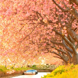 夕焼けの河津桜ロード