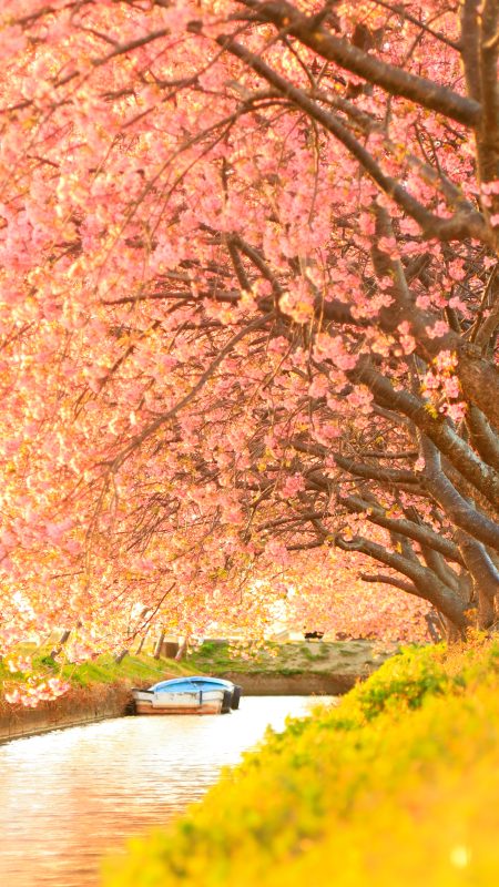 無料スマホ壁紙「夕焼けの河津桜ロード」