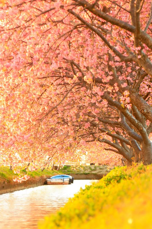 笠松河津桜ロードの写真「夕焼けの河津桜ロード」