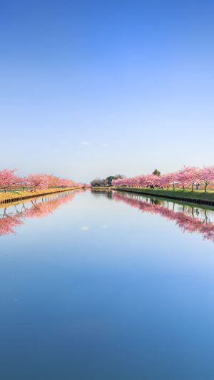 無料壁紙 リフレクションロード。PCとデスクトップ壁紙に最適な4K高画質の無料壁紙。三重県松阪市の笠松河津桜ロードで撮影したフリー写真素材