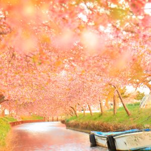 夕焼けの河津桜