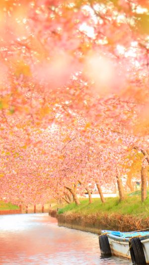 フリー写真素材「夕焼けの河津桜」