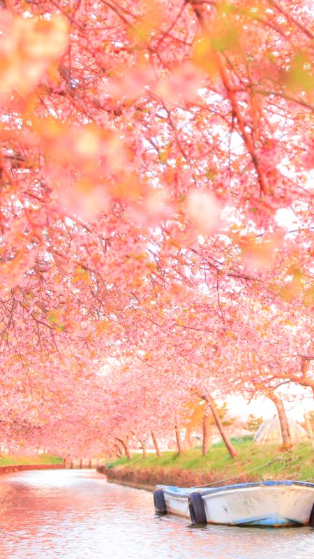 無料スマホ壁紙「河津桜のファンタジー」