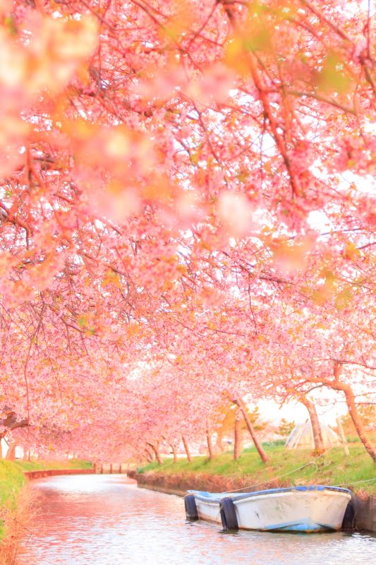 笠松河津桜ロードの写真「河津桜のファンタジー」