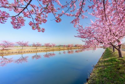 笠松河津桜ロードの写真「春爛漫」