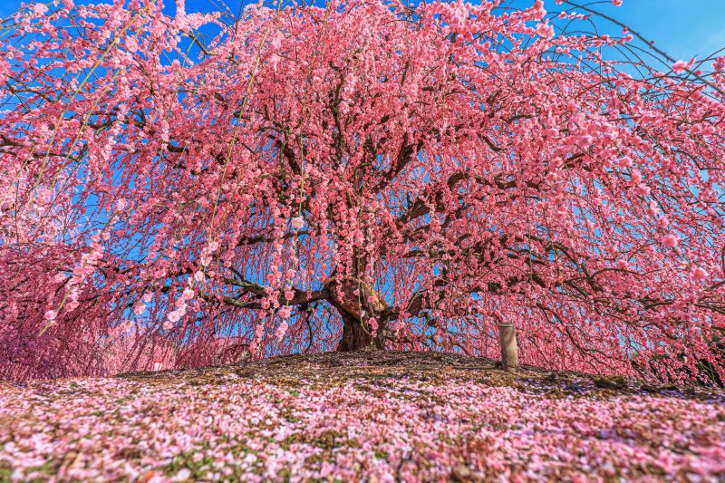 鈴鹿の森庭園の写真「咲き乱れる巨大な梅」
