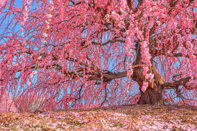 鈴鹿の森庭園の写真「力強く咲くしだれ梅」