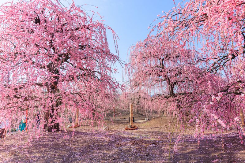 鈴鹿の森庭園の写真「梅の咲き乱れ」